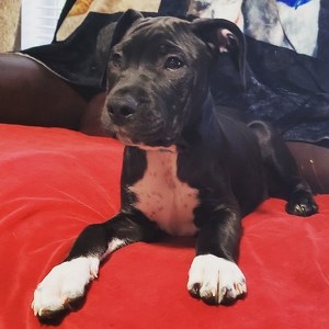 Amanda DaSilva McHugh